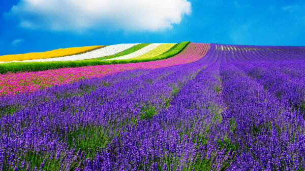 Hokkaido - meraviglie d'estate