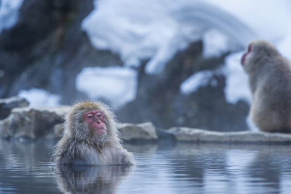 Nagano e Yudanaka Onsen