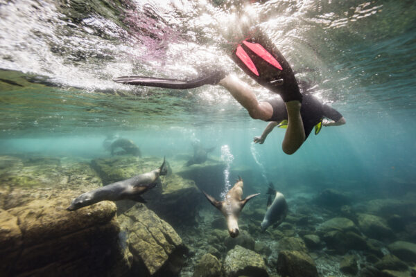 Penisola Valdes, Puerto Madryn: snorkeling con i leoni marini