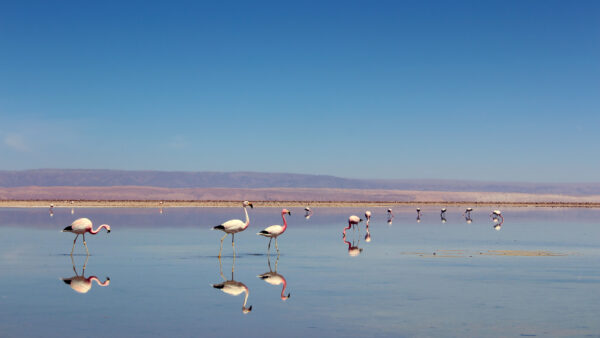 San Pedro de Atacama - Salar de Atacama e Lagune