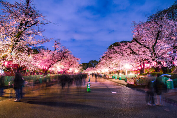 Sakura e Furin