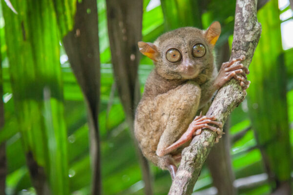 Bohol explorer