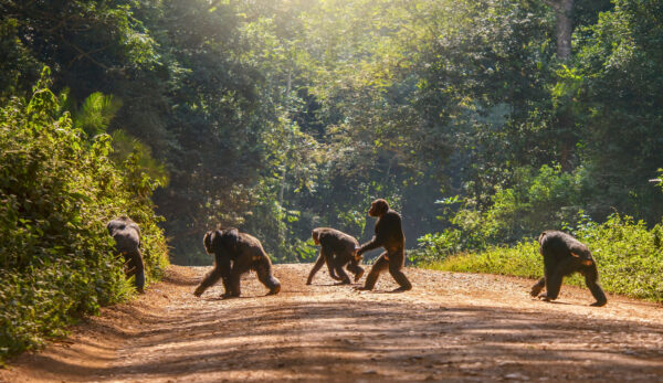 Places of Uganda e vulcani Virunga