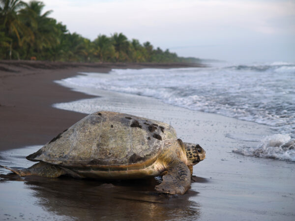 Il meglio del Costa Rica