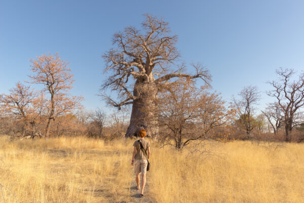 Deserto del Kalahari e delta dell'Okavango
