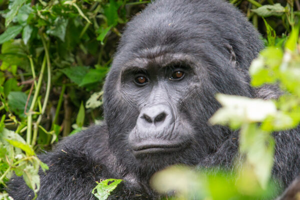 Gorilla express