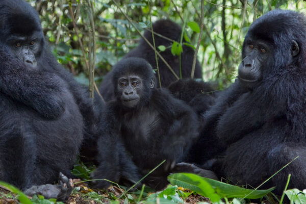 I primati dell'Uganda