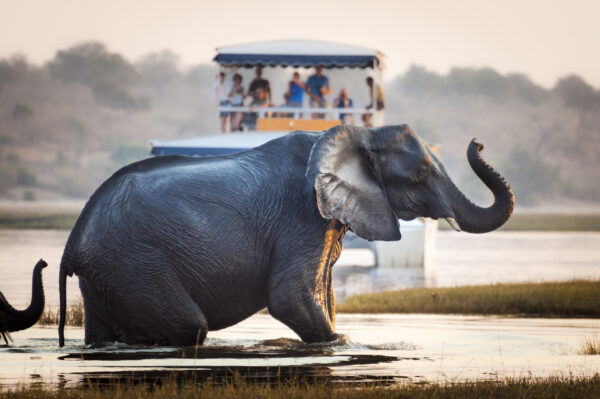 I Parchi del Botswana e Victoria Falls