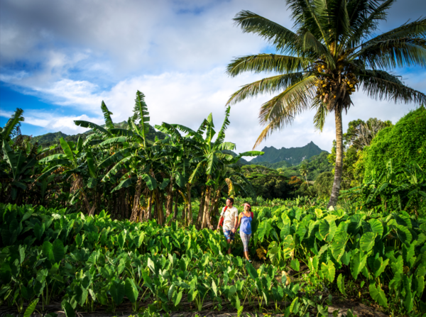 Cook Islands by creo