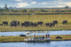 Botswana Wildlife